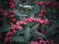 euphorbia marielle